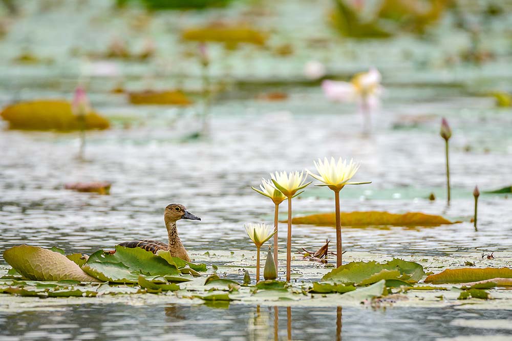 professional Nature photo at lotus pond at Singapore Kranji Marshes, by Tuckys